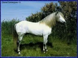 De quelle race est ce cheval ?