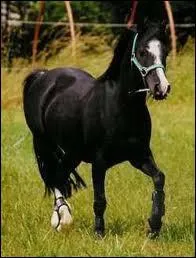 De quelle race est ce cheval ?