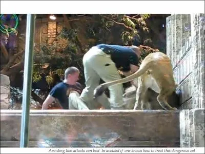 Travailler dans un zoo peut tre risqu, quel animal vient d'attaquer ?