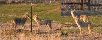 Il peut se nourrir de chiens de prairies !