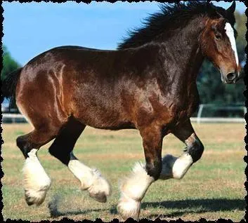 Quelle est cette race ?