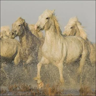 Quelle est cette race ?