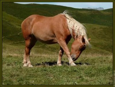 Quelle est cette race ?