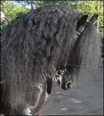 Quelle est cette race ?