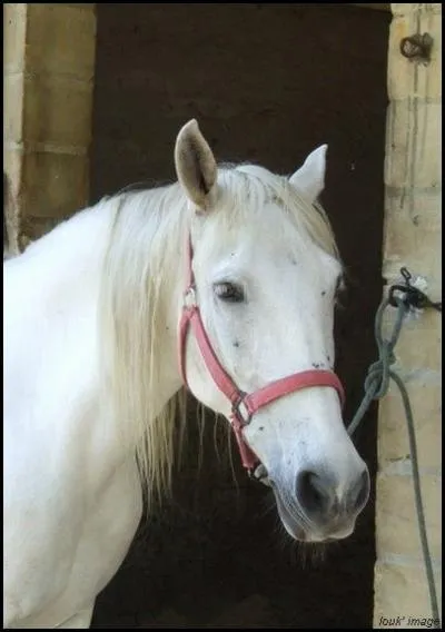 Quelle est cette robe ?