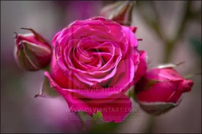 Les six filles de la famille Du Foie, des bon-vivants, ont le mme prnom ... .