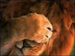 Seuls les lions mles ont une crinire