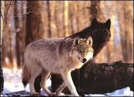 Les loups sont essentiellement carnivores