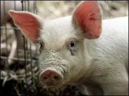 Les cochons ne peuvent pas lever la tte
