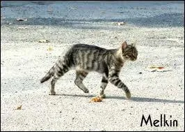 Les chats dorment 10h par jour