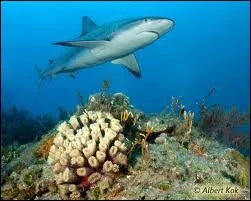 Les requins sont des mammifres marins