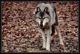 Quel acteur essaye d'apprivoiser Chaussettes dans ce film culte de 1990 ?