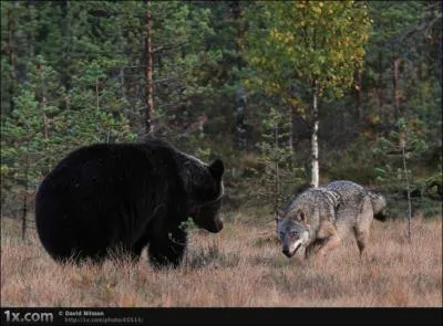 Ca pourrait bien faire des �tincelles, qui affronte le loup ?