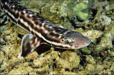 Celui-l est un chien de mer. C'est une espce de...