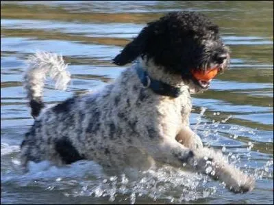 Que signifie l'expression  Etre comme un chien dans l'eau bnite  ?