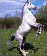 Quelle est la race de ce cheval ?