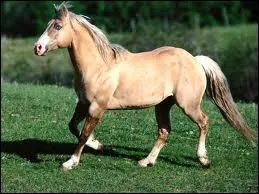 Quelle est la race de ce cheval ?