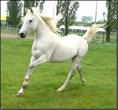 Quelle est la race de ce cheval ?
