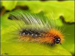 Voici une petite chevelue, qui porte le nom de ?