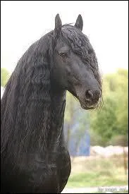 Quelle belle crinire n'est-ce pas, longue et ondule pour le frison, une des plus anciennes races d'Europe. Ce cheval a du sang... ?