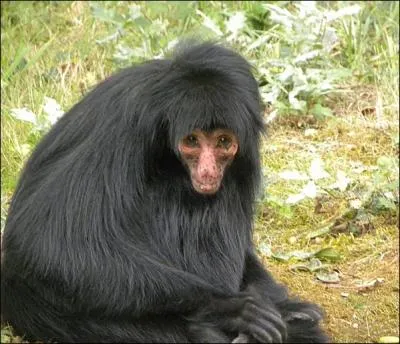 Ce singe a l'air d'tre pass chez le coiffeur tant ses poils longs semblent bien peigns et sa frange bien coupe. Quelle est cette espce ?