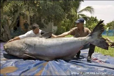 Quel est cet animal ?