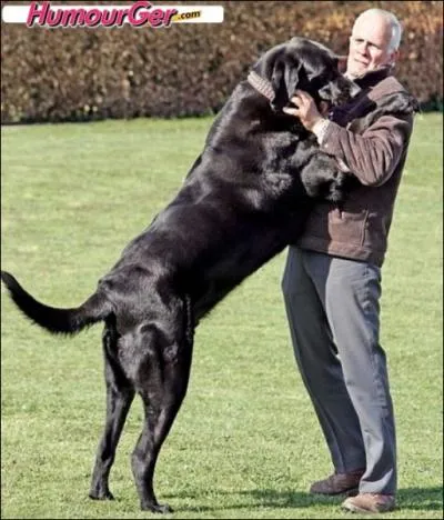 Quelle est cette race de chien ?
