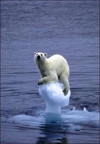 Quel est cet animal ?