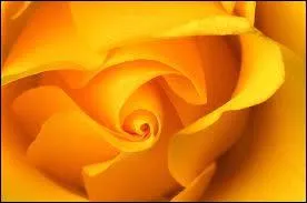 Où le mot yellow ne convient-il pas ?