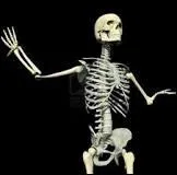 Il y a plus de 200 os dans le corps humain. Mais c'est deux cent...