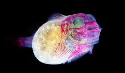 Où peut-on voir un tel poisson ?