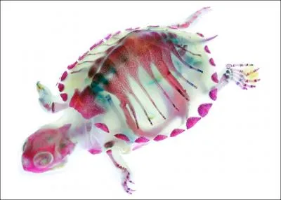 Dans l'imagination populaire, la tortue est associe ...