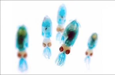 Drles de bestioles, non ?