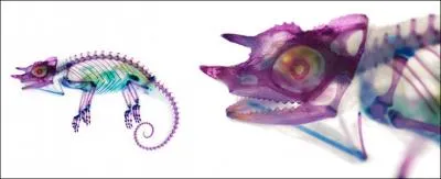 Les plus petites espces de camlons ne dpassent pas ...