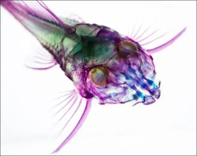 Quel est le plus gros poisson que vous puissiez pcher en eau douce ?