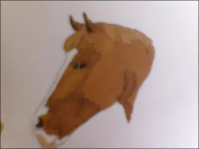 Observez la photo ci-dessous. Comment s'appelle la trace blanche que ce cheval a sur la tte ?