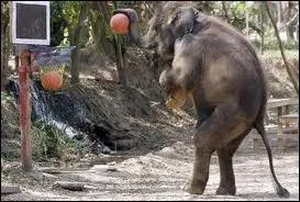 Quel est cet animal ?