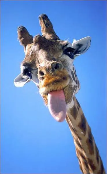 Quel est cet animal ?