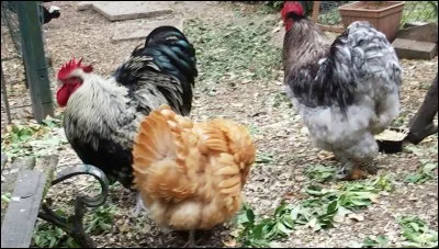 Elle peut en produire 13 à la douzaine, si elle est bonne pondeuse. Elle marquera donc sa satisfaction.