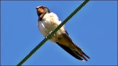 Selon son humeur, ce joli oiseau migrateur qui "fait le printemps" varie son chant. Que peut-il bien produire quand il souhaite être impérativement entendu ?