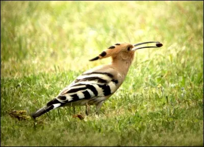 Nous parlons de la huppe. Bec fin et plumage orangé. Ses plumes de la queue et des ailes sont fasciées : rayées de blanc et noir.