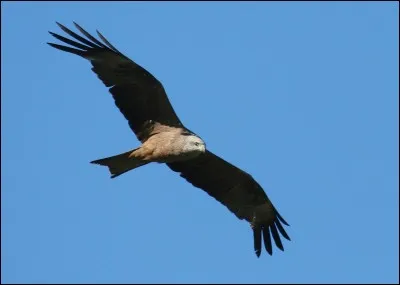 "Hiu-huu-huu-hui", il ne compte pas au-delà de huit ! Oiseau quelquefois qualifié de noir. Son habitat va des vallées de montagnes aux terrains bas.