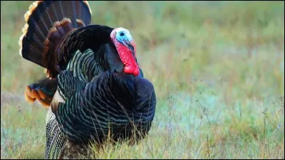 On pourrait croire qu'il passe son temps à boire. D'ailleurs ses caroncules rouges le laissent à penser.