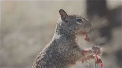 Elle court au-dessus de nos têtes, dans le vieux grenier à la recherche de grains de blé : la souris.