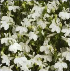 Ces bouquets dlicats sont ceux... ?