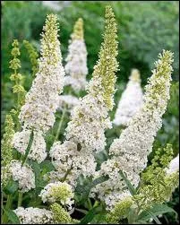 Ces pis fleuris, le plus souvent connus dans une teinte violace, sont ceux... ?