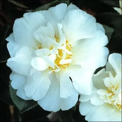 Cette fleur spendide et clbre  plus d'un titre est celle... ?