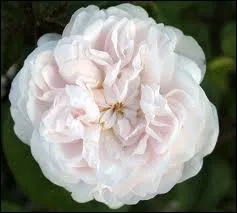 Cette varit de rose porte le joli nom de ?