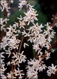 Le voici en blanc, ce fameux printanier qu'est...