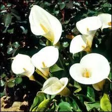 Ouverts au soleil, les superbes calices des... ?